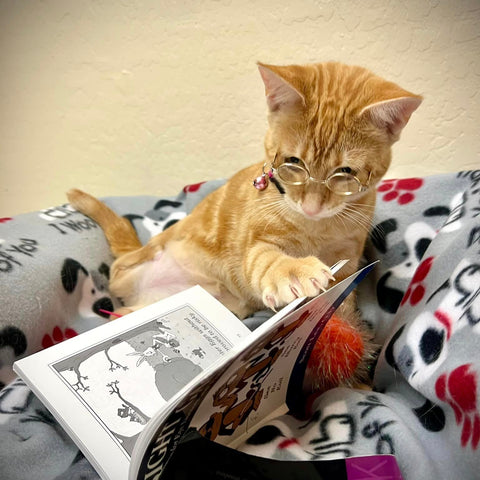 Cheddar visits Spex 454 Optometric