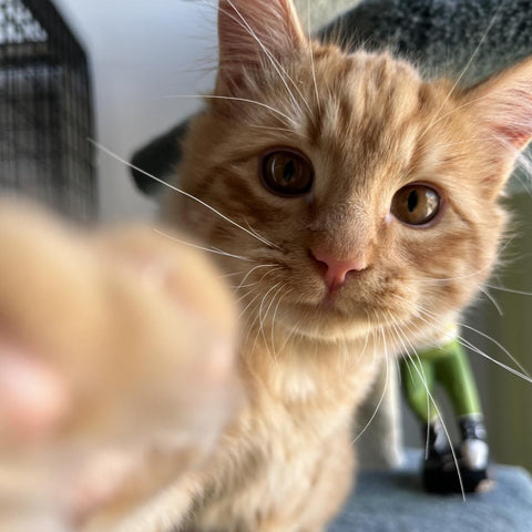 Understanding Kitty Aggression