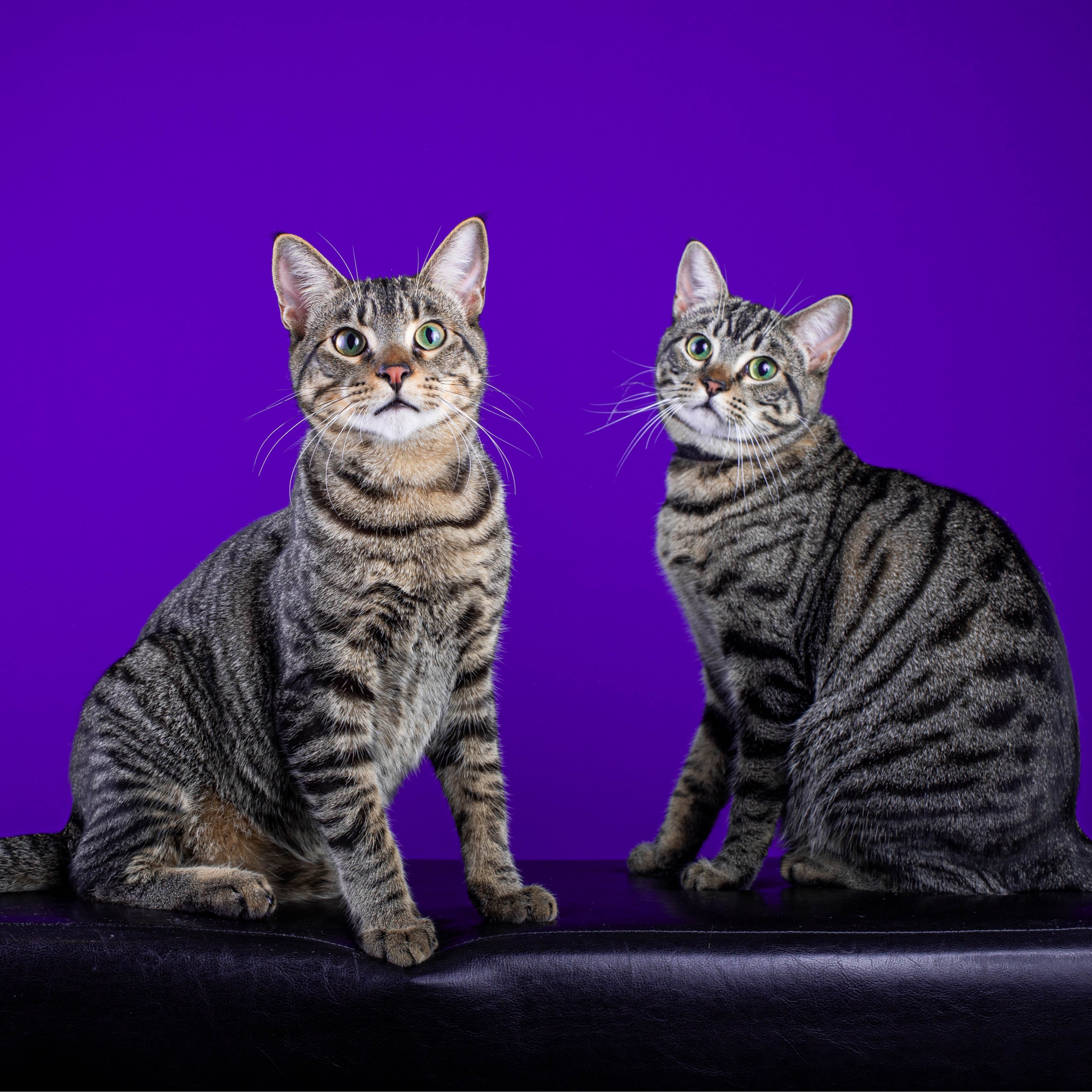 Five Reasons to Adopt a Kit-teen! – Animal Friends Rescue Project