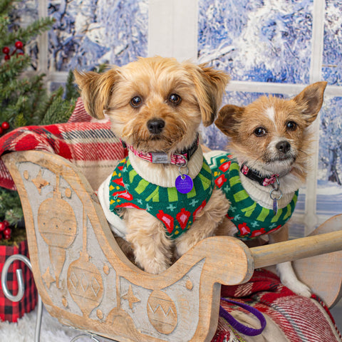 Quick Tips to Avoid Holiday Stress for Your Pets