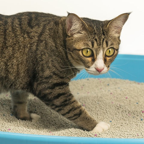 Cat Litter Box Problems