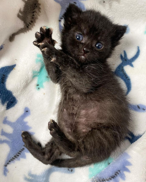 Paquete de cuidado de gatitos