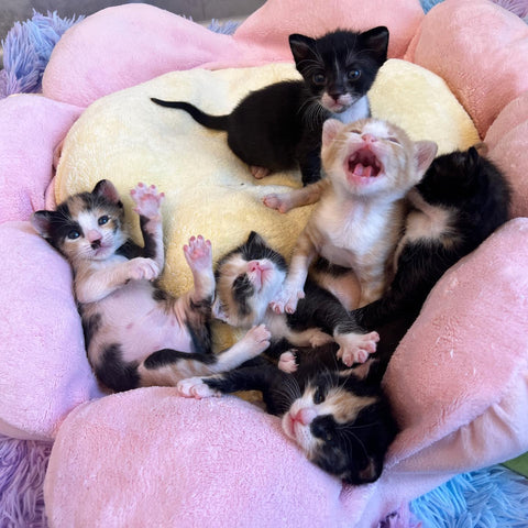 Paquete de cuidado de gatitos