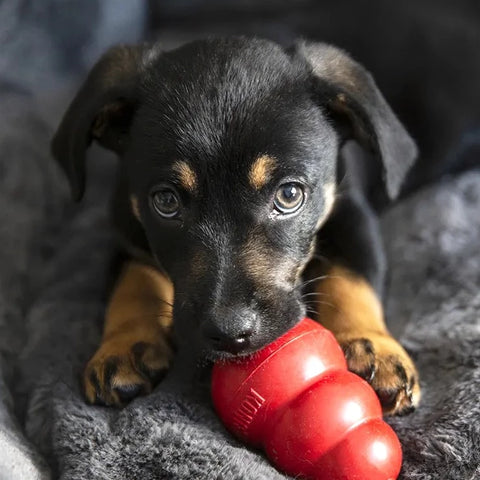 Dog Enrichment Toys