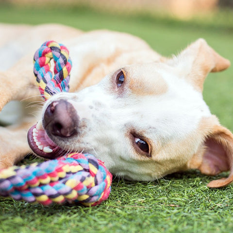 Dog Enrichment Toys