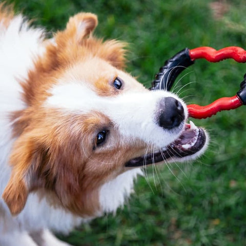 Dog Enrichment Toys