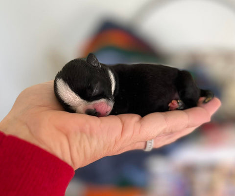 Paquete de cuidado de cachorros