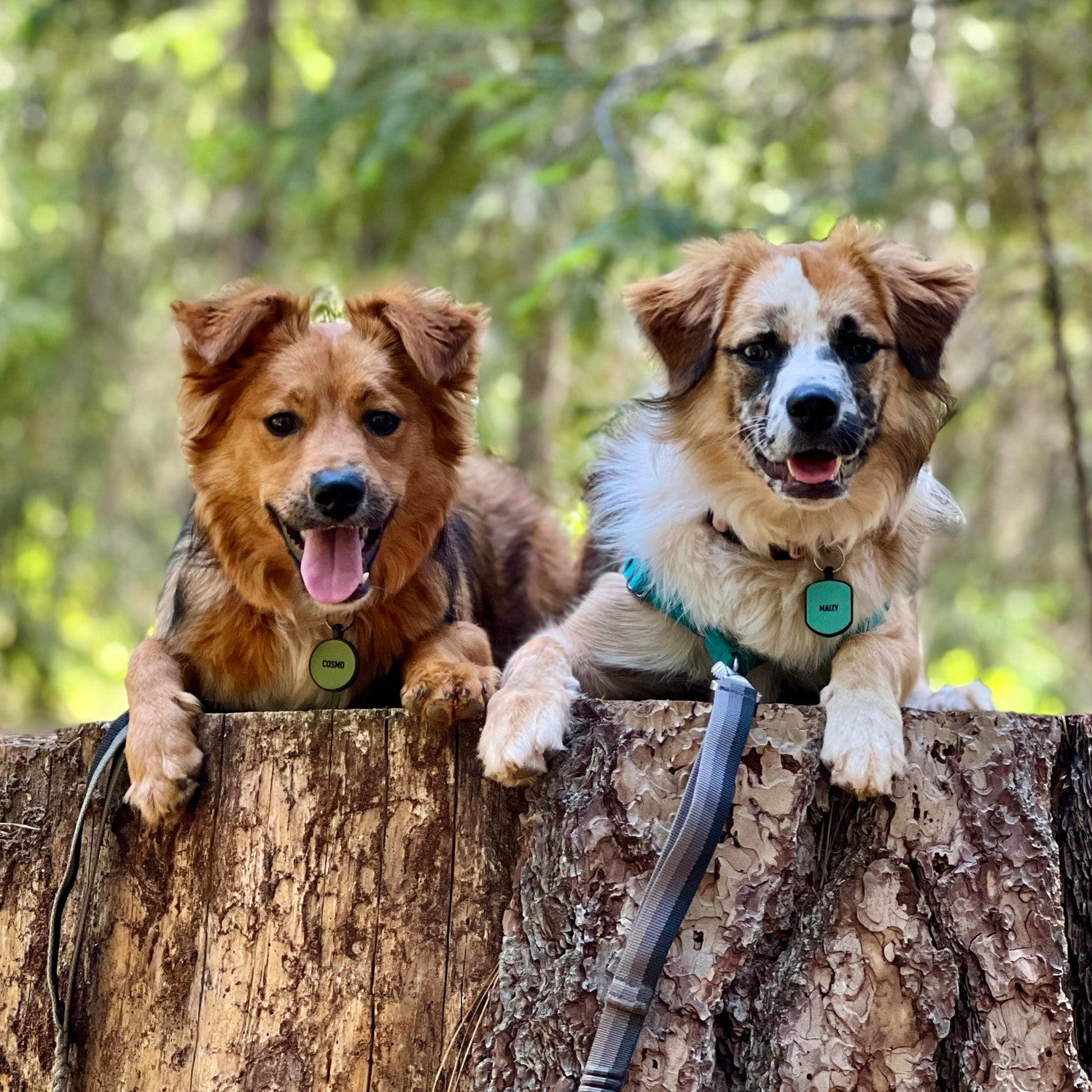 Our First Adventure – Animal Friends Rescue Project