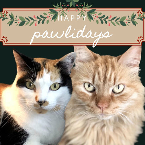 Cici & Teddy: A Purrfect Holiday Homecoming