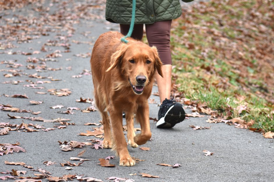 Carrying dog poop on a outlet walk