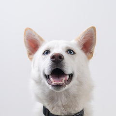 Animal Friends Rescue Project