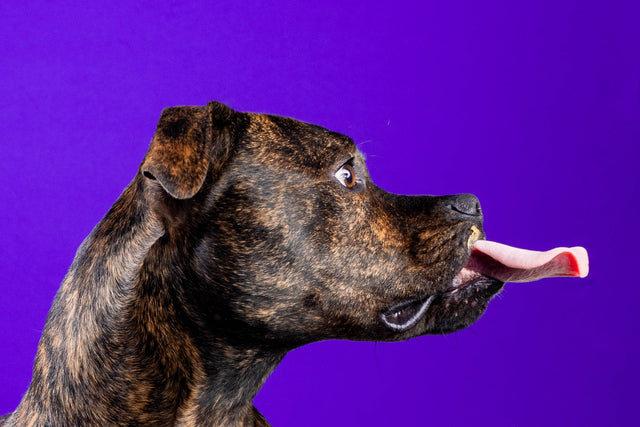 Animal Friends Rescue Project