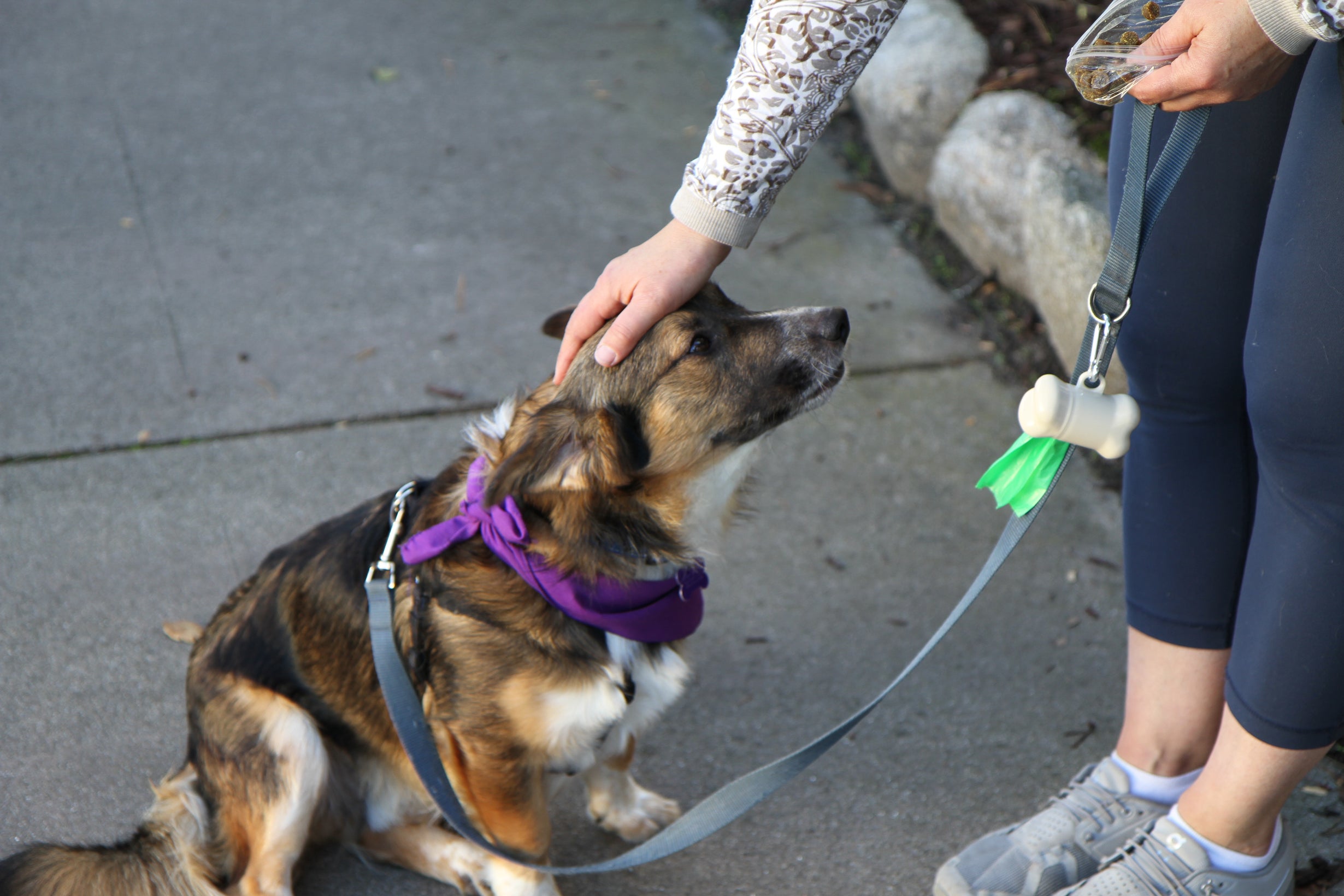 Animal Friends Rescue Project