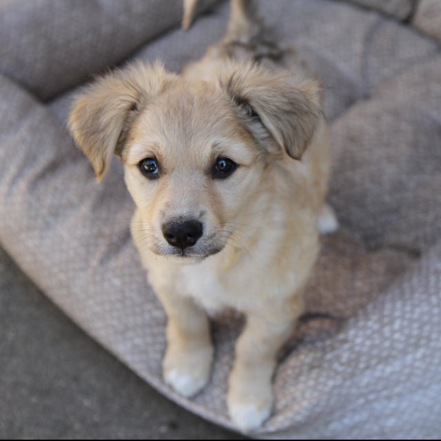 Animal Friends Rescue Project