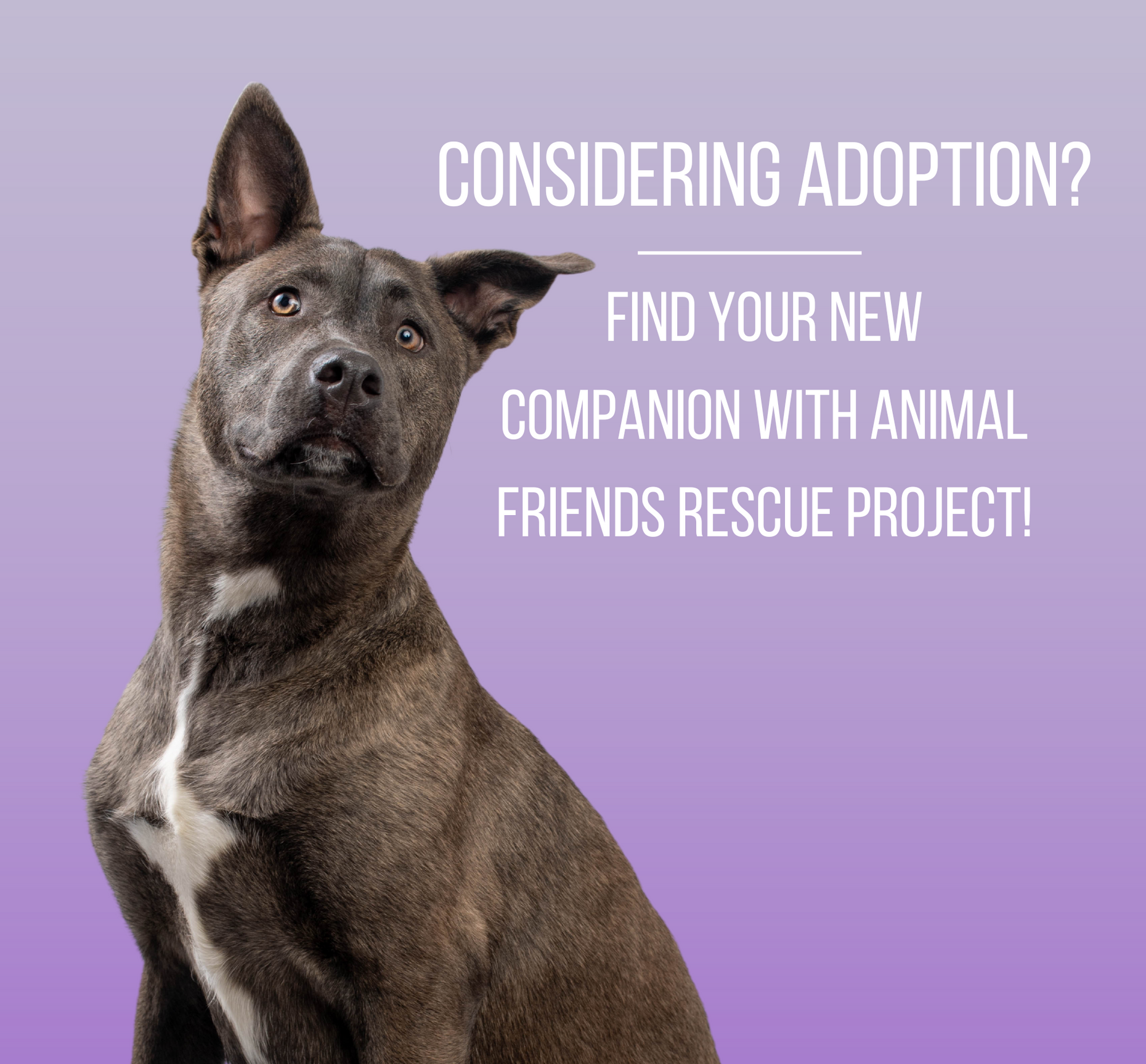 Animal Friends Rescue Project