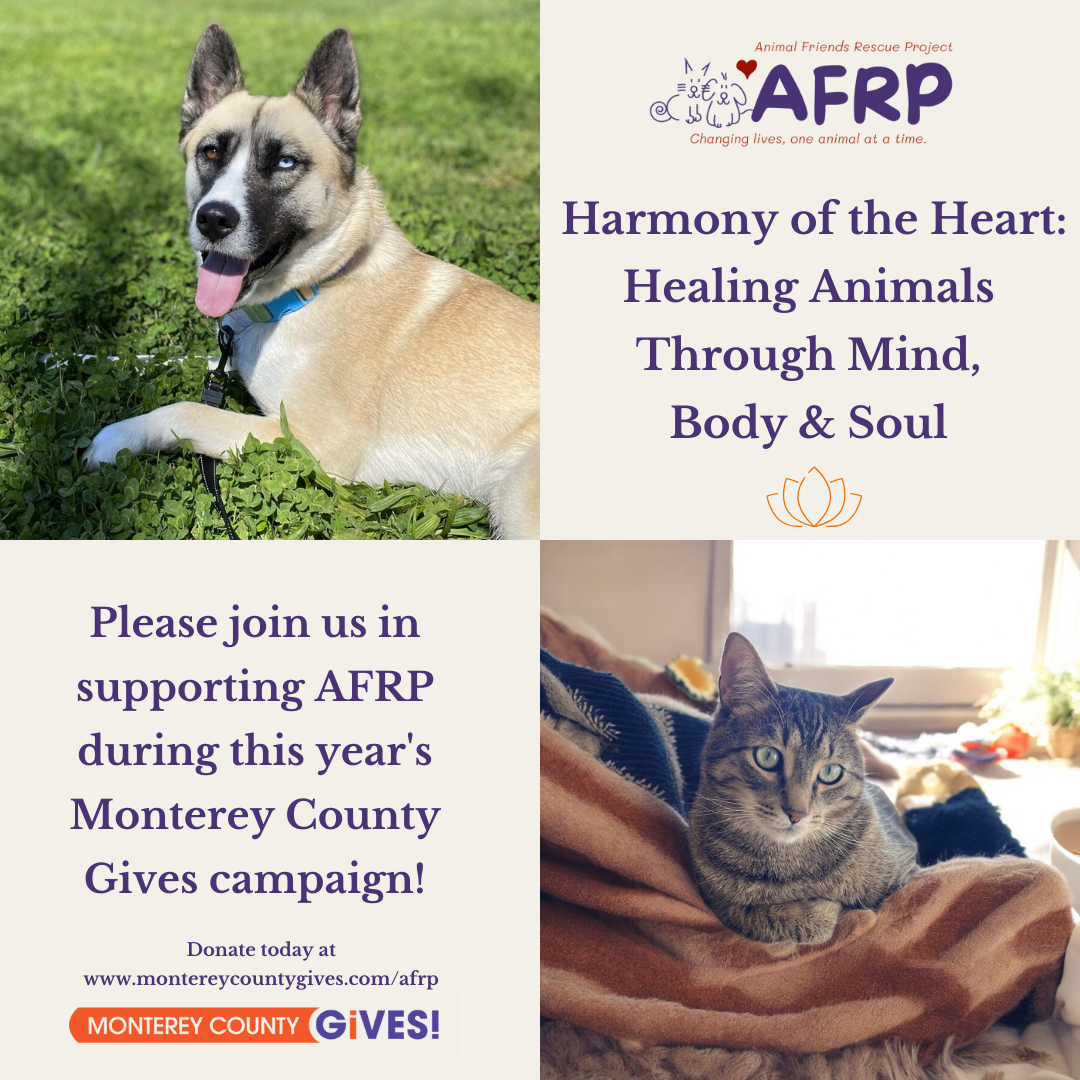 Animal Friends Rescue Project