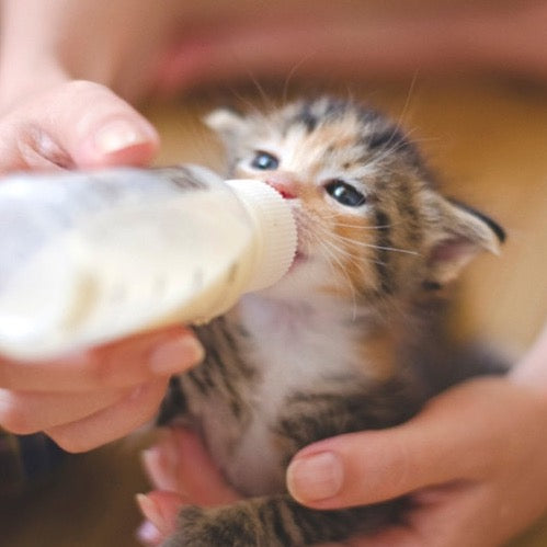 Rescue store kitten care